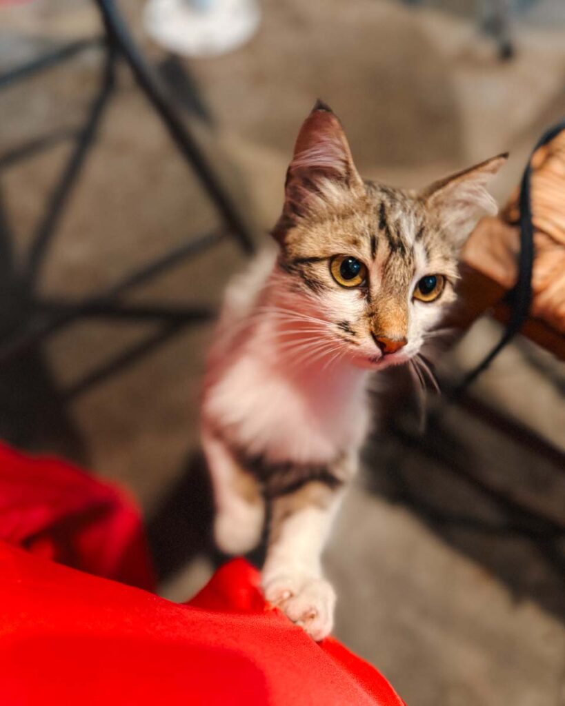 cats of greece
