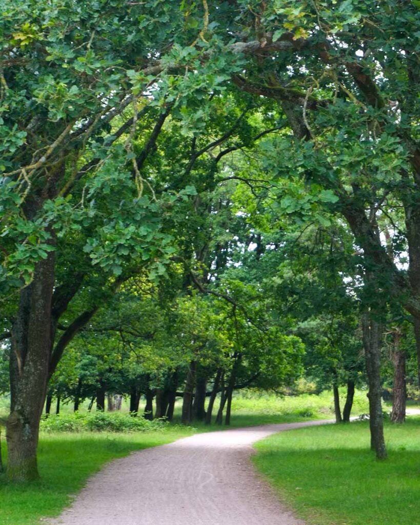 trees arching a pathway in a park in huizen