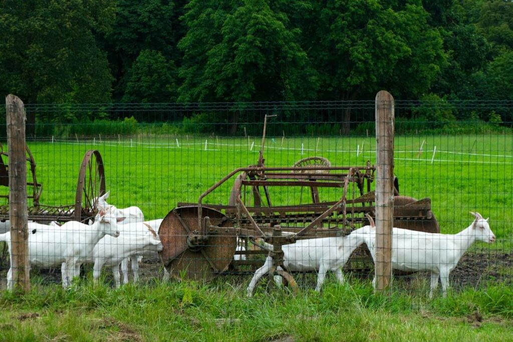 several goat in a green landscape goat farm in the netherlands