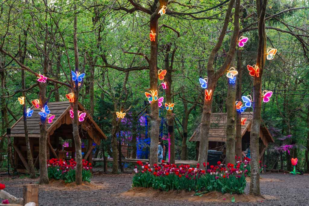 tulip nights at tulley fest