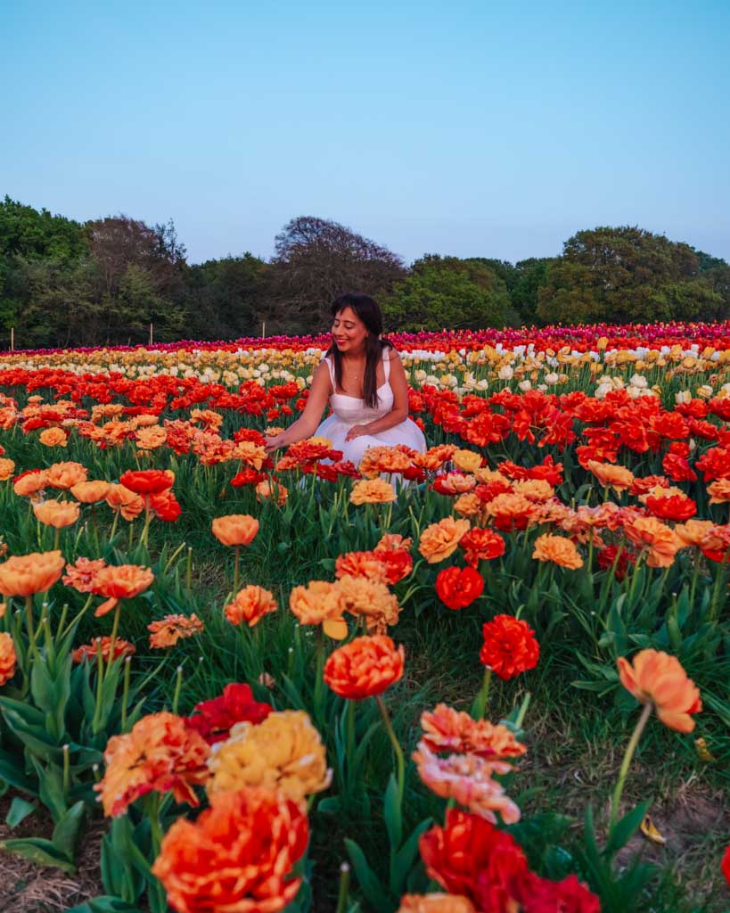 How to Get to Tulley Tulip Fest from London