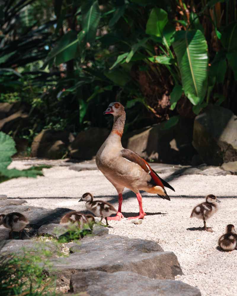geese at estufa fria a hidden botanical garden in lisbon