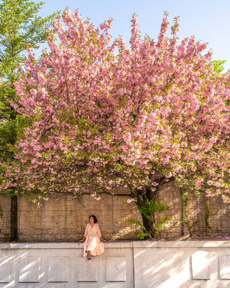 Kyung Hee University double blossoms
