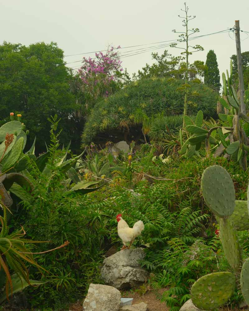 Park Necessidades chicken in lisbon